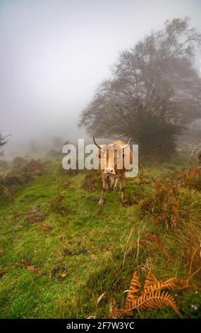 Cows in a grassy field on a fog morning. Misty meadow green landscape mist nature. Farm field livestock pasture grass panoramic. Stock Photo