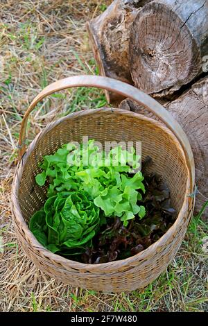 Basket of Fresh Harvested Lettuces on the Dry Straws Covered Ground Stock Photo