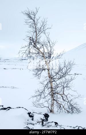 Small downy birch tree (Betula pubescens) at the foot of the snow covered Hverfjall volcano in Iceland