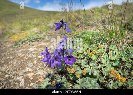 Caucasian larkspur (Delphinium caucasicum) on the alpine meadow and gravelly char of the vicinity of Elbrus, 2500 a.s.l., Caucasus Stock Photo