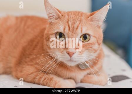 Relaxed cute  ginger cat looking at camera Stock Photo