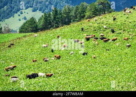 Cattle in mountain pastures in midsummer. Thickets of large-leaved Alpine dock (Rumex alpinus). Beautiful picture of shepherding, pastoralism Stock Photo