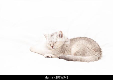 Small white British kitten sleeping on a white blanket. Funny pet. Copy space. Stock Photo