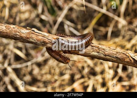 Millipede Spirostreptida, Parilis from the coastal rainforest of Thailand. February Stock Photo
