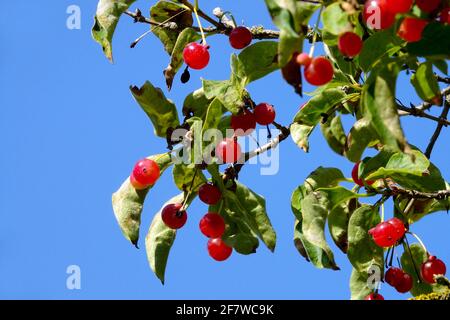 Honeysuckle Lonicera tatsiensis Stock Photo