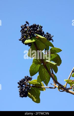 Viburnum lantana dry black berries Stock Photo