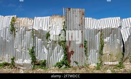 Close-up of a construction site fence made from old rusty corrugated metal sheets, plants crawling all over, against a blue sky, Philippines, Asia Stock Photo