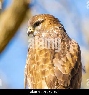 Buzzard head in the forest. Sitting on a branch. Wildlife Bird of Prey, Buteo buteo. Detailed feathers in close up. Blue sky behind the trees