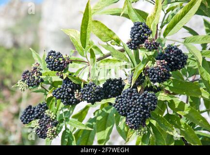 Black elderberry bush (sambucus nigra) fruit in sunlight. Elderberry black European on the branches close-up. Medicinal plant. Stock Photo