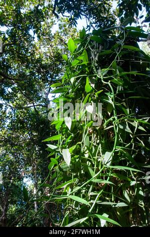 Wild Flat-leaved Vanilla (Vanilla planifolia) tree in the forest, Seychelles Stock Photo