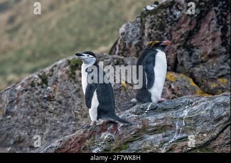 Macaroni penguin (Eudyptes chrysolophus) and Chinstrap penguin (Pygoscelis Antarctica), Cooper Bay, South Georgia Stock Photo