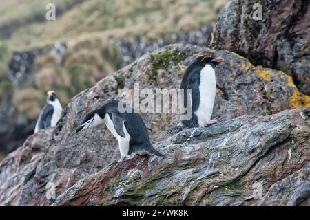 Macaroni penguin (Eudyptes chrysolophus) and Chinstrap penguin (Pygoscelis Antarctica), Cooper Bay, South Georgia Stock Photo