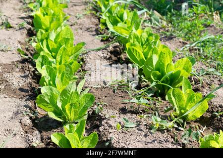 Growing herbs and  lettuce in the summer Stock Photo