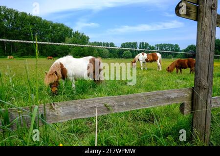 09.05.2020, Mülheim, Ruhrgebiet, Nordrhein-Westfalen, Deutschland - Pferde auf einer Weide in Muelheim-Saarn Stock Photo