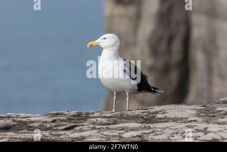 Great black-backed gull, Larus marinus, perched on cliff ledge at Portland, Dorset. Stock Photo
