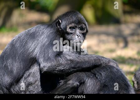 Closeup black-headed spider monkey (Ateles fusciceps) seated Stock Photo