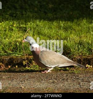 Woodpigeon collecting nesting material Stock Photo