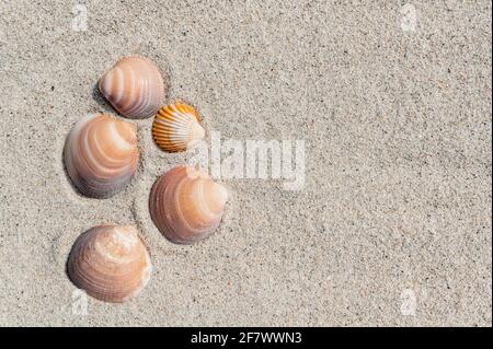 Horizontal banner or header with shells on pure white sand. Summer concept with copy space. Stock Photo
