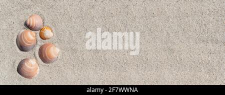 Horizontal banner or header with shells on pure white sand. Stock Photo