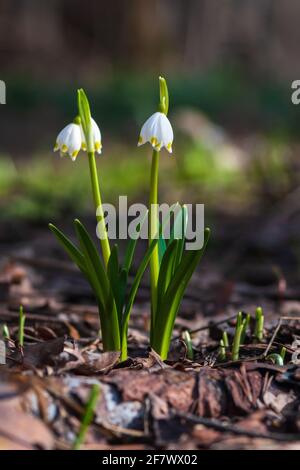 Spring snowflake flowers in the forest - Leucojum vernum, Spring knot flower, Great snowdrop Stock Photo