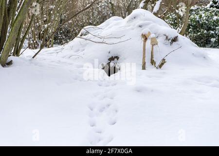 Rabbit hole in winter with snow and tracks Stock Photo