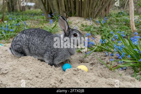 Easter Bunny with Easter eggs in the garden Stock Photo