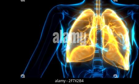 yellow human lungs on x-ray view, cg medicine 3d illustration Stock Photo