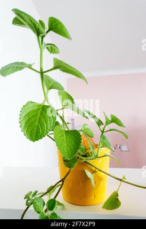 Cuban Oregano in pot Houseplant herb Plectranthus amboinicus, Mexican mint Stock Photo