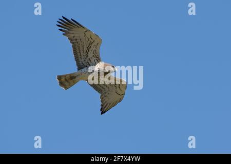 Short-toed Snake Eagle (Circaetus gallicus) Stock Photo