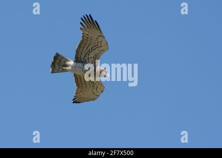 Short-toed Snake Eagle (Circaetus gallicus) Stock Photo