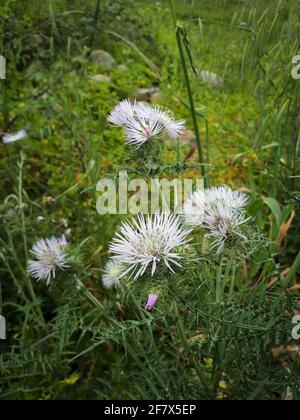 Flowering galactites tomentosa moench boar thistle plants in nature Stock Photo