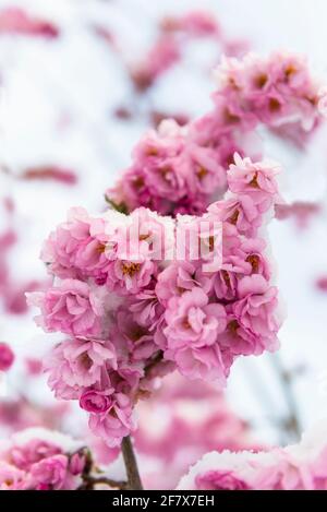 Ice and snow cover trees and cherry blossoms of the Japanese ornamental cherry after a cold front in spring, Bavaria, Germany Stock Photo