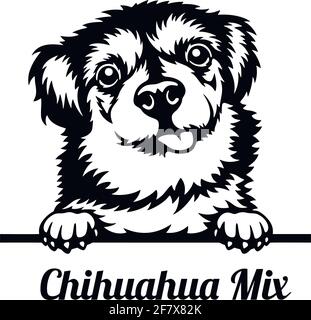 Chihuahua mix Peeking Dog - head isolated on white Stock Vector