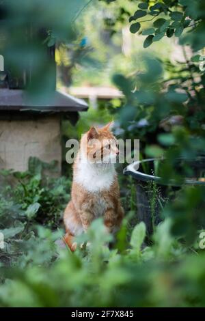 Angry expression of a house cat sitting on the table and doing a