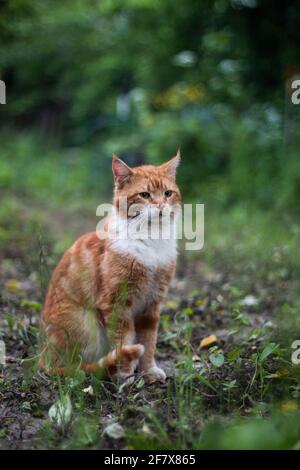 Red striped spotted male cat sits on a bed in the garden in the summer, very proud, outside the premises Stock Photo