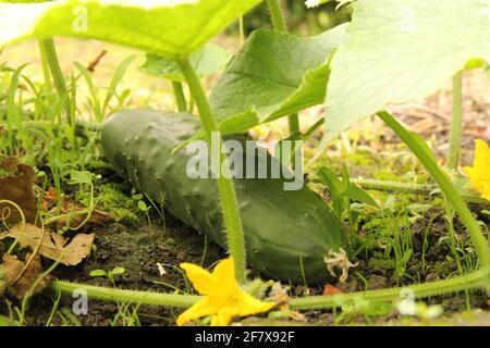 a cucumber at the plant in the vegetable garden in summer closeup Stock Photo