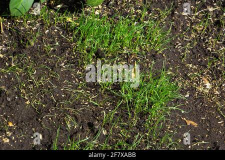 fresh and small grass and wet soil and grass seeds in spring sun Stock Photo