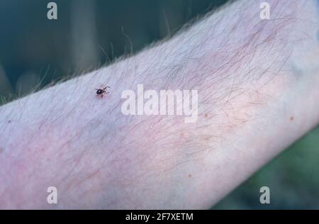 A lone star tick, a common vector of diseases, crawling on an arm Stock Photo