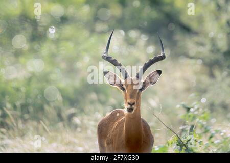 Common Impala horned male with backlit natural background in Kruger National park, South Africa ; Specie Aepyceros melampus family of Bovidae Stock Photo