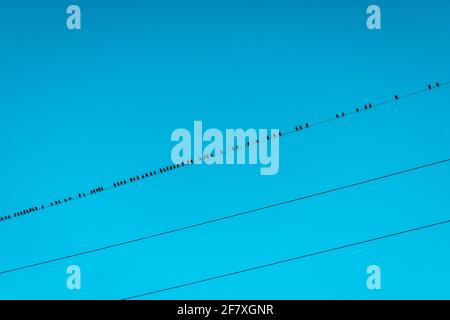 Row of migrating birds on a wire against bright aqua blue sky. Stock Photo