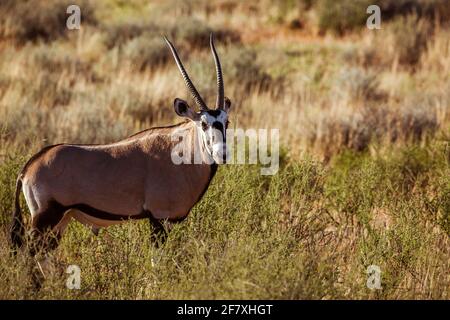 South African Oryx in Kgalagari transfrontier park, South Africa ; specie Oryx gazella family of Bovidae Stock Photo