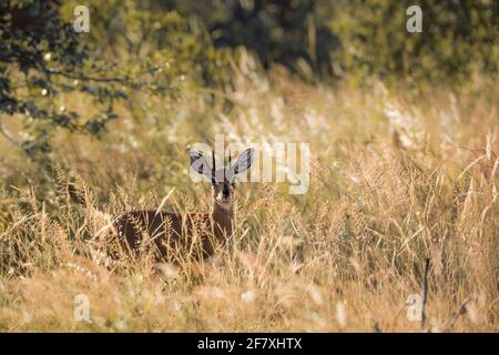 Steenbok in backlit grass in Kruger National park, South Africa ; Specie Raphicerus campestris family of Bovidae Stock Photo