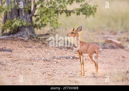 Steenbok standing in alert in Kruger National park, South Africa ; Specie Raphicerus campestris family of Bovidae Stock Photo