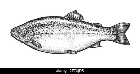 Fish sketch. Hand drawn sea trout in engraving style. Vector illustration Stock Vector
