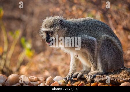 Vervet monkey standing at waterhole in Kruger National park, South Africa ; Specie Chlorocebus pygerythrus family of Cercopithecidae Stock Photo