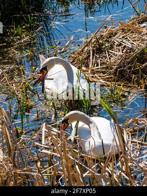 East Lothian, Scotland, United Kingdom, 10th April 2021. UK Weather: swan pair lay eggs. This female mute swan had an eventful year, losing one of 4 cygnets last year as well as her partner. She raised 3 juveniles until the cold snap in February froze the reservoir. They all disappeared but the female returned with a new male and the process has started again. Two eggs have appeared in the new nest which the swans are continuing to build. Swans take 12-24 hours to lay one egg at a time so more are expected.The mute swan pair building the nest from reeds Stock Photo