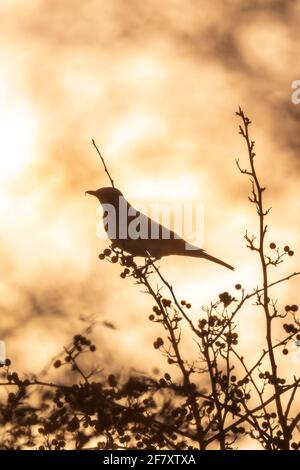 Beatiful silhouette of a fieldfare, Turdus pilaris, bird eating berries on a hawthorn bush during Autumn season sunrise. Stock Photo