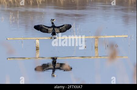 Common Cormorant, Phalacrocorax carbo, perched on flooded fence with wings open. Somerset Levels. Stock Photo