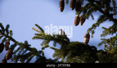 Pyrrhula pyrrhula Eurasian Bullfinch sitting on the spruce branch in the forest, the best photo. Stock Photo