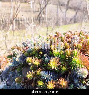 Colorful succulent sedum plant outdoor. Nature background Stock Photo